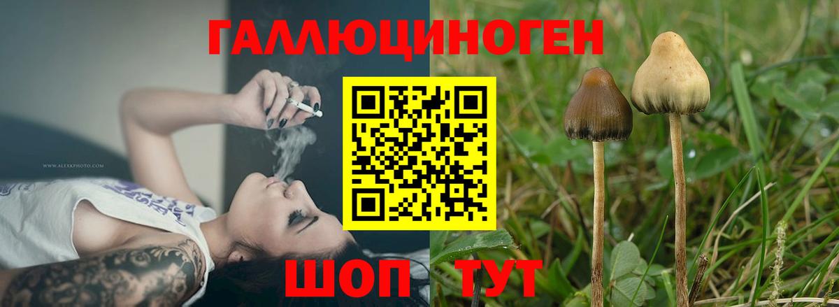 Псилоцибиновые грибы прущие грибы  Псилоцибиновые грибы Cubensis  купить наркоту  Братск  Вход с VPN 